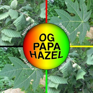 Papa Hazel Mix 30g - Mix de plantes à vaporiser / diffuser - Mix à la Green go