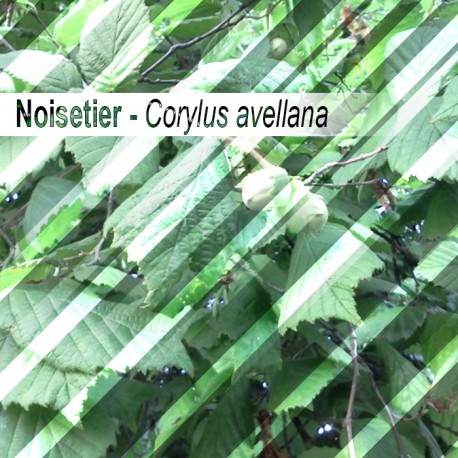 Hazelnut leaf Bio 30g - Leaves in bulk
