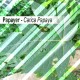 Papaya Leaf Organic 30g - Leaves in bulk