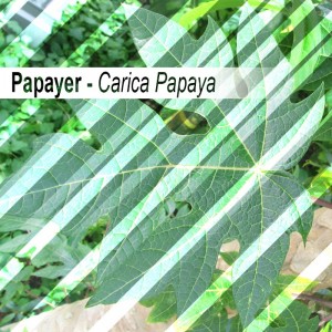 Papayablätter Bio 30g - Lose Blätter