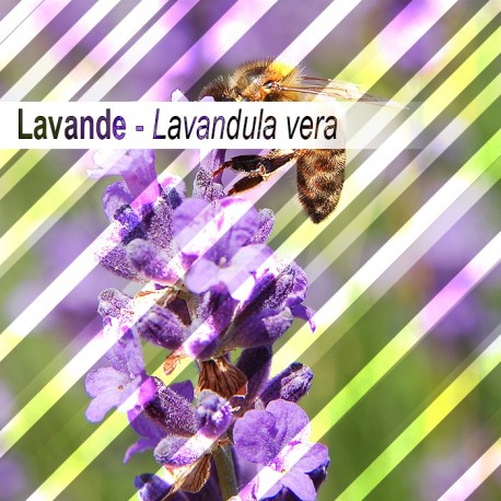 Lavender 30g - loose leaves
