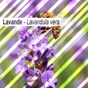 Lavendel 30g - lose Blätter