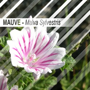 Mauve 30 grammes - Feuilles séchèes - Malva Sylvestris
