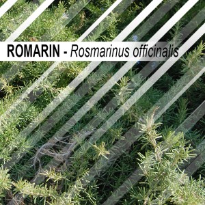 Romarin 30 grammes - feuille entière - Rosmarinus officinalis