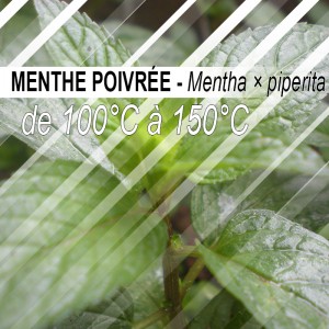 Menthe Poivrée - 30g