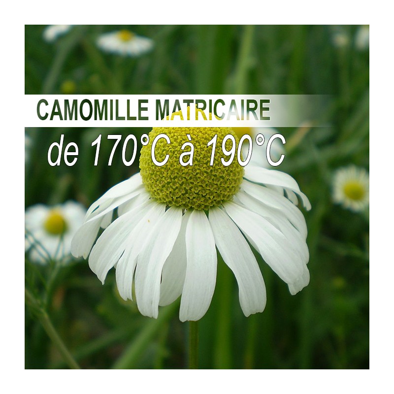 Camomille Matricaire Bio Par 30 G Plantes Sèches En Vrac Euvapors